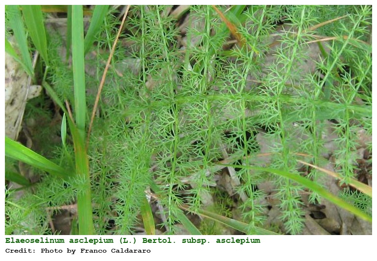 Elaeoselinum asclepium (L.) Bertol. subsp. asclepium